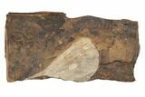 Fossil Ginkgo Leaf From North Dakota - Paleocene #189029-1